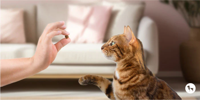 A Beginner Guide to Cat Treats What to Look For and What to Avoid