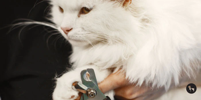How to Trim Your Cat’s Nails at Home Safely
